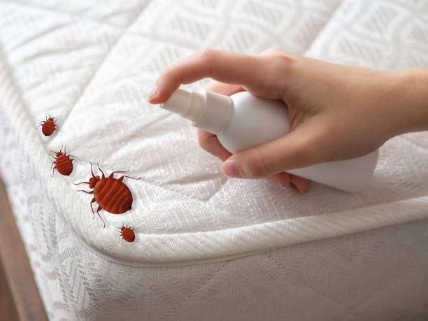 Flea Control Services in Lockhart, FL
