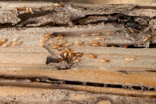 Best Commercial Pest Control Services  in Lockhart, FL