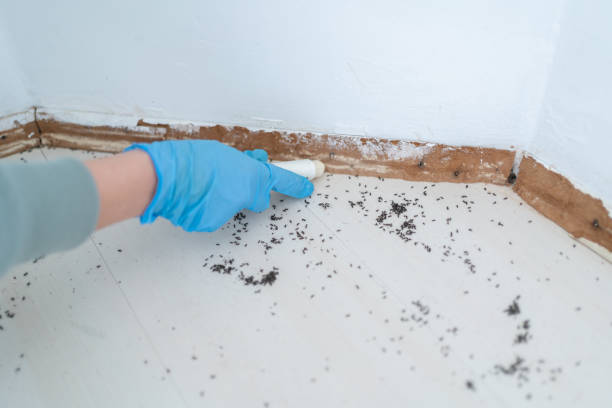 Best Ant Control Services  in Lockhart, FL